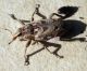 Coniocleonus excoriatus 1.jpg