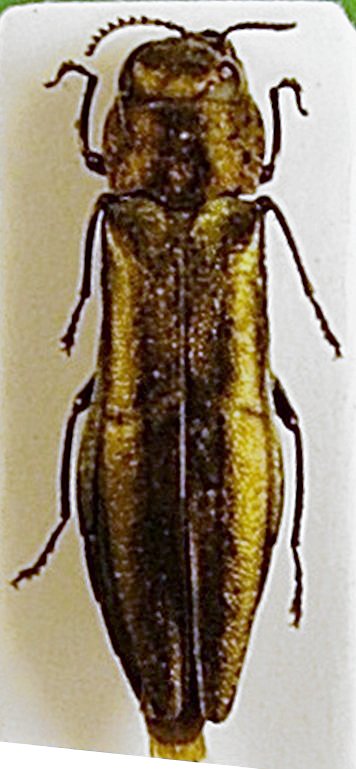 Agrilus Pavia 4a.jpg