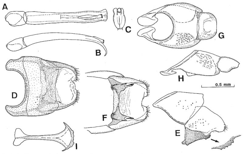 Saprinus (Saprinus) planiusculus Motschulsky, 1849.jpg