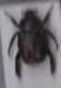 Hoplia.jpg