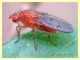 probabile Suillia similis - Tor Caldara - 22.4.2012.JPG