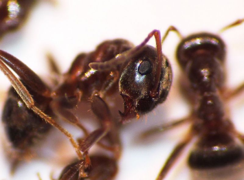 lasius testa.JPG