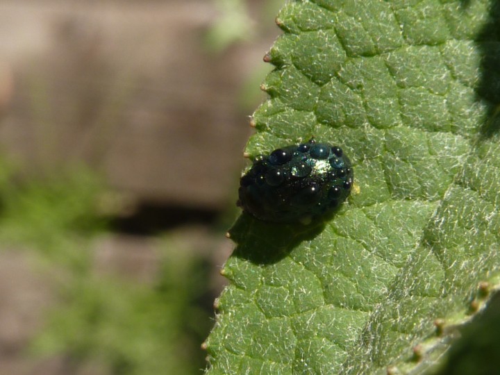 chrysomelidae.jpg