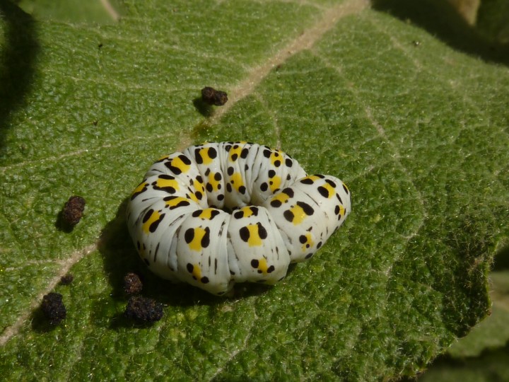 larva.jpg