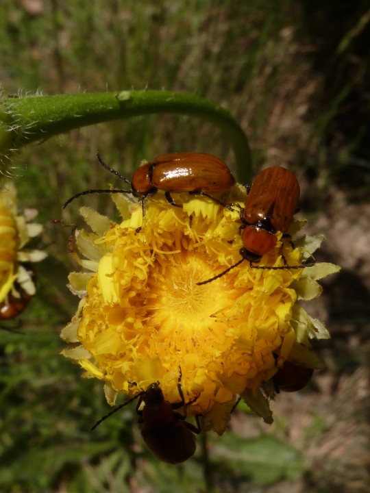 chrysomelidae 2.jpg