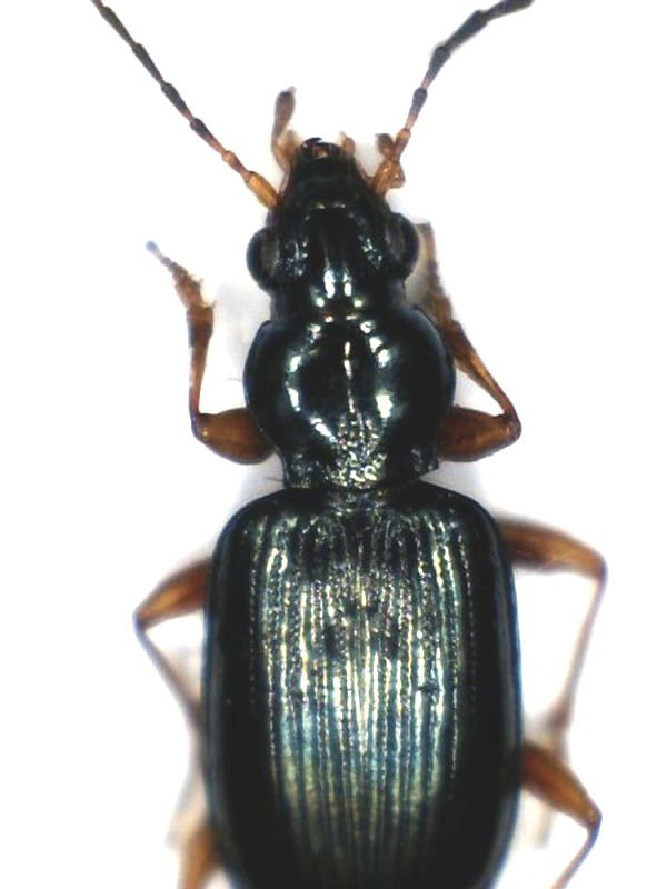 O. decorus.jpg