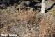 Creoleon_lugdunensis_ambiente_7241_800px.jpg