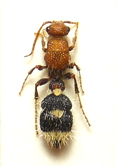 Apterogyninae.jpg