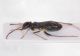 Heteroptera ID2.JPG