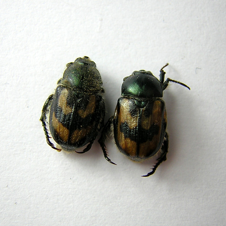 Anisoplia monticola.jpg