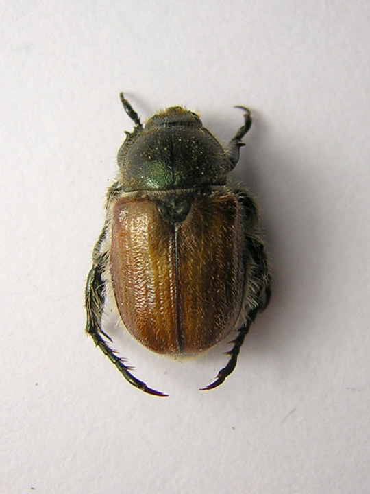 Anisoplia sp.jpg