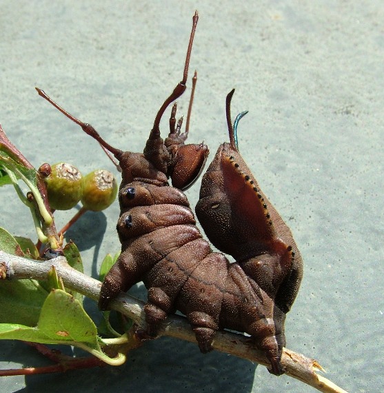 Bruco su Crataegus.JPG