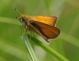 IMGP3706_Thymelicus_sp_Q_lineola_sm.JPG
