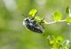 03 Julodis manipularis.jpg