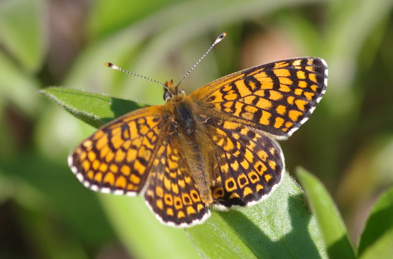 IMGP3093_FRIT_Mcinxia_Q_sm.JPG