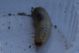 larva.jpg
