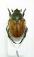 Anisoplia tempestiva 2.jpg
