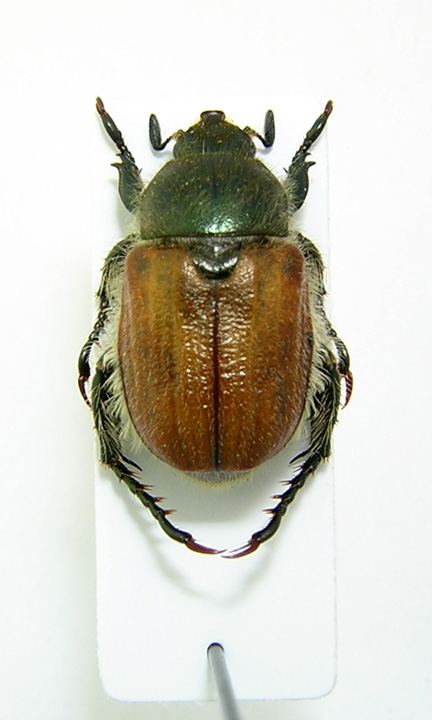 Anisoplia tempestiva 2.jpg