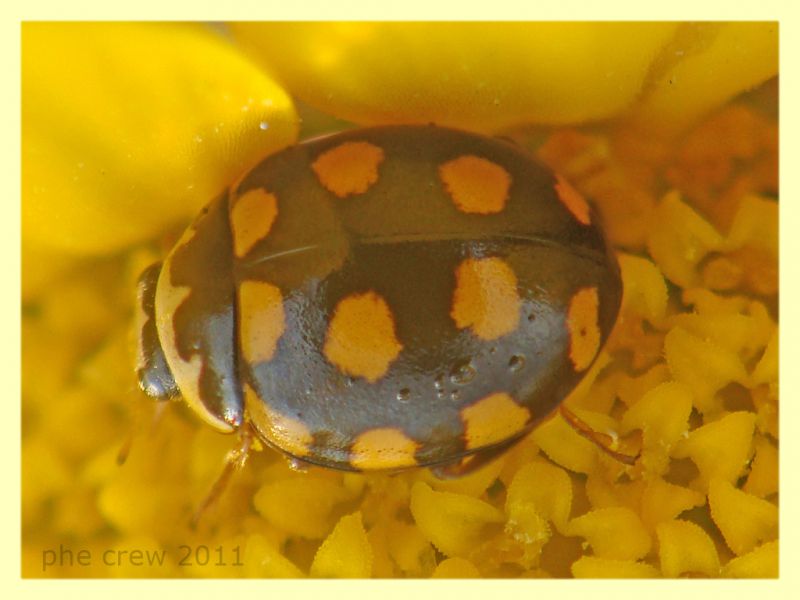 probabile Propylea quatuordecimpunctata - Vermicino - 30.6.2011.JPG