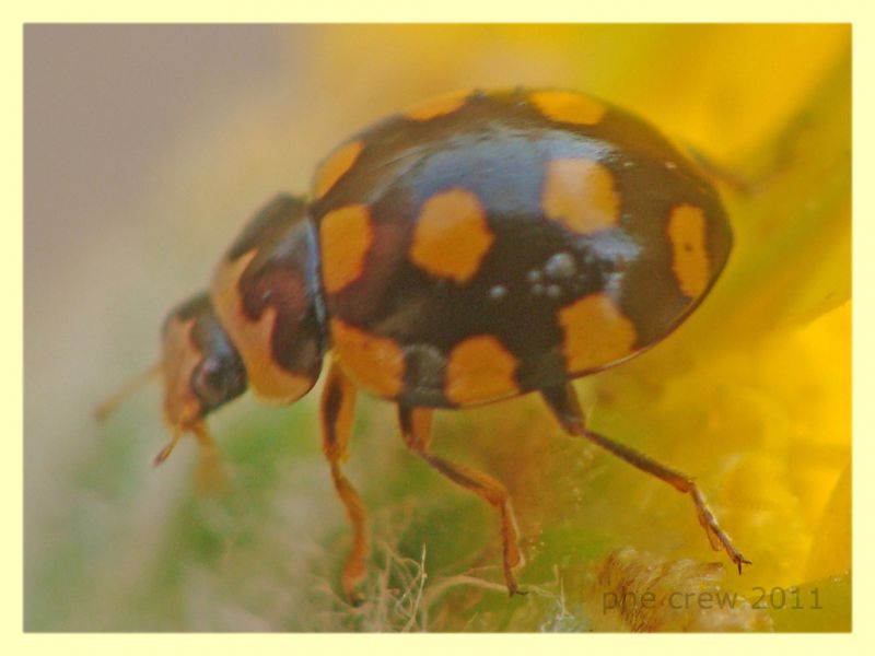 probabile Propylea quatuordecimpunctata - Vermicino - 30.6.2011 (1).JPG