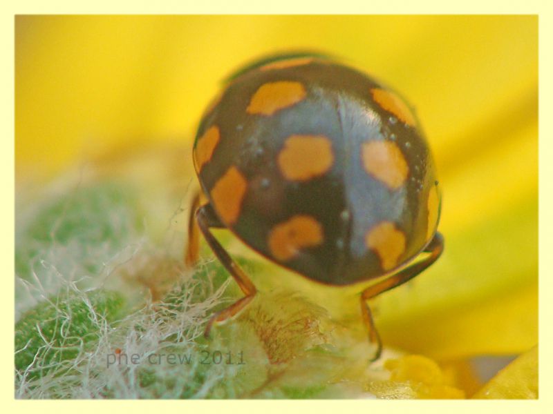 probabile Propylea quatuordecimpunctata - Vermicino - 30.6.2011 (2).JPG