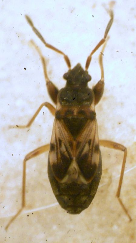 Scolopostethus affinis (Schilling, 1829) -Lygaeidae - Lygaeidae Rhyparochrominae Drymini.JPG