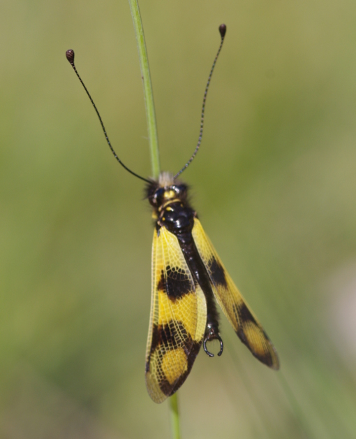 IMGP3858_Libelloides_macaronius..JPG