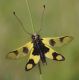 IMGP3855_Libelloides_macaronius.JPG