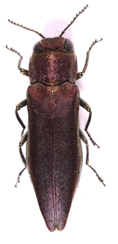 Agrilus sinuatus  .jpg