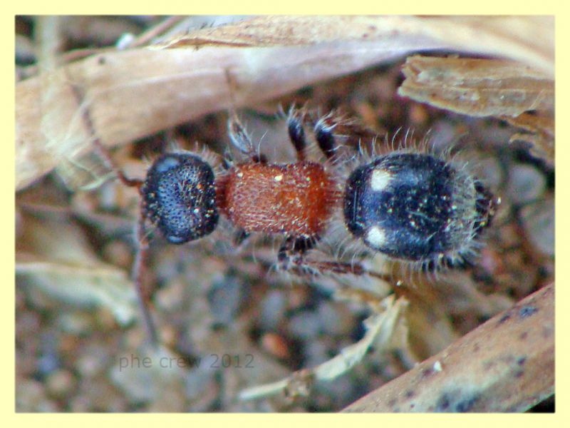 probabile Blakeius sp. - Anzio - 26.3.2012 (1).JPG