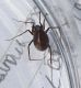 Arachnida d_sito1_04 e 05 maggio_2.JPG
