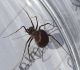 Arachnida d_sito1_04 e 05 maggio_3.JPG