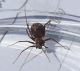 Arachnida d_sito1_04 e 05 maggio_4.JPG