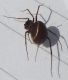 Arachnida d_sito1_04 e 05 maggio_7.JPG