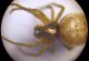 Arachnida h_microscopio_3.JPG