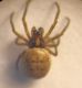 Arachnida h_microscopio_4.JPG