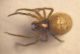 Arachnida h_microscopio_7.JPG