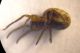 Arachnida h_microscopio_8.JPG
