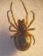 Arachnida h_microscopio_9.JPG