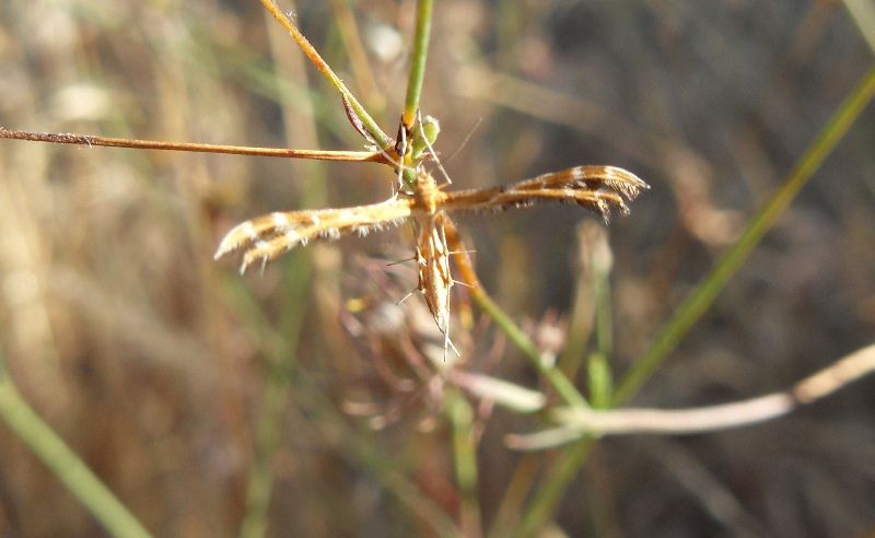 Lepidoptera a_sito 2_30 giugno_1.JPG