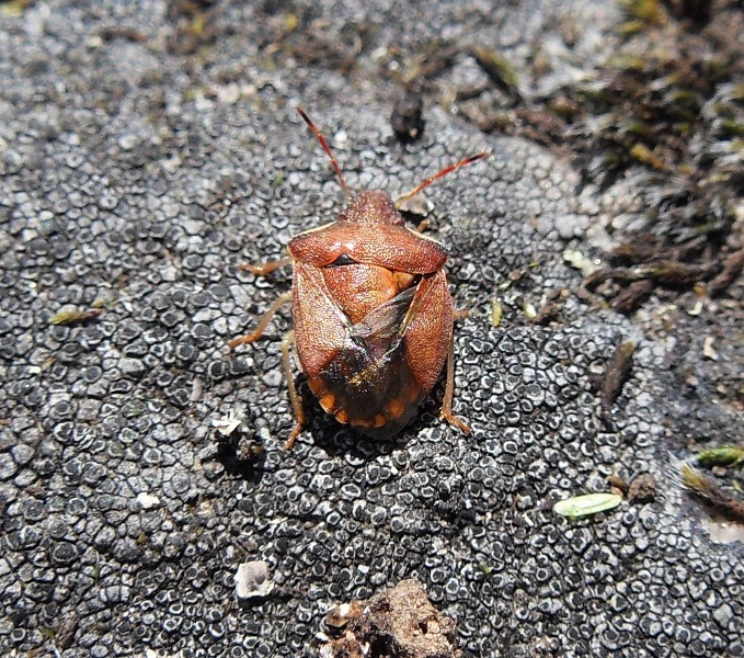 Hemiptera e_4.JPG