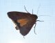 Noctua pronuba.JPG