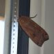Noctua pronuba2.JPG