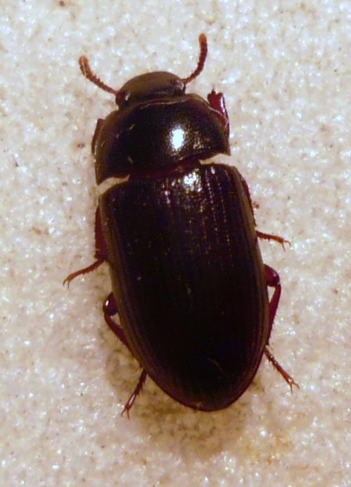 Alphitobius diaperinus (Panzer, 1797).JPG