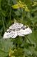Falena--su--Cruciata-levipes.jpg
