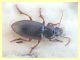 probabile Ophonus ardosiacus - Anela - 12.8.2011.JPG