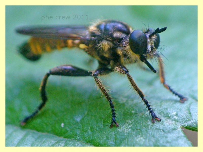 probabile Choerades fimbriata - Marino - 21.7.2011.JPG