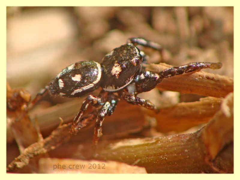 Salticidae - Rocca Cencia - 4.3.2012.JPG