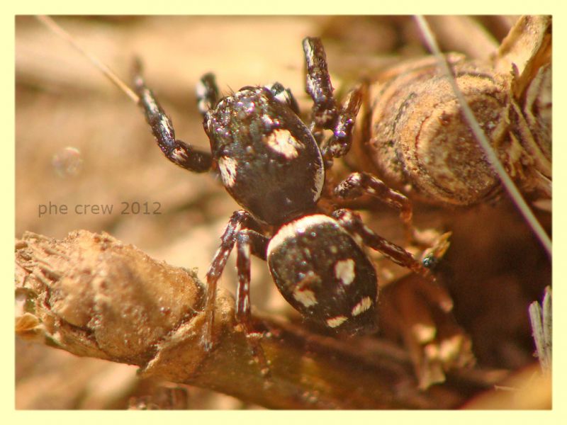 Salticidae - Rocca Cencia - 4.3.2012 (1).JPG