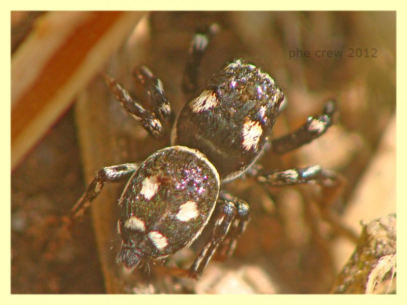 Salticidae - Rocca Cencia - 4.3.2012 (2).JPG